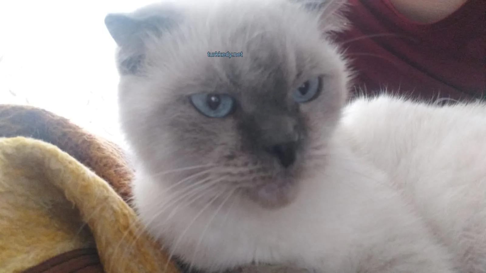 Kedi #3991
